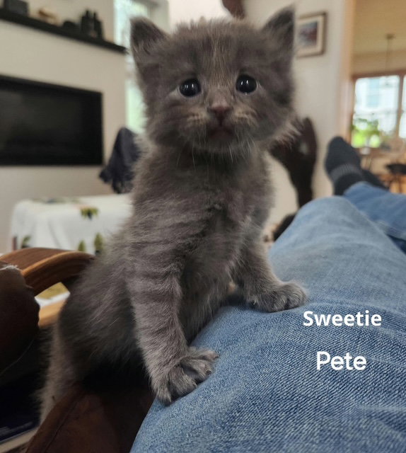 Sweetie Pete (Available est. 6/5/26)