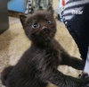 Bear (Available est. 6/5/26)