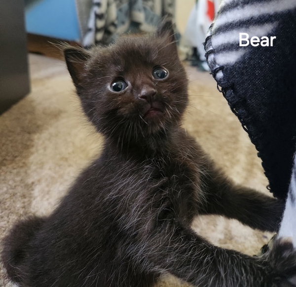 Bear (Available est. 6/5/26)