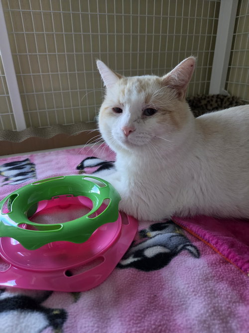 Cannoli (Bonded with Copper), Domestic Short Hair / Siamese / Mixed, cat for adoption in Williamsburg, Iowa