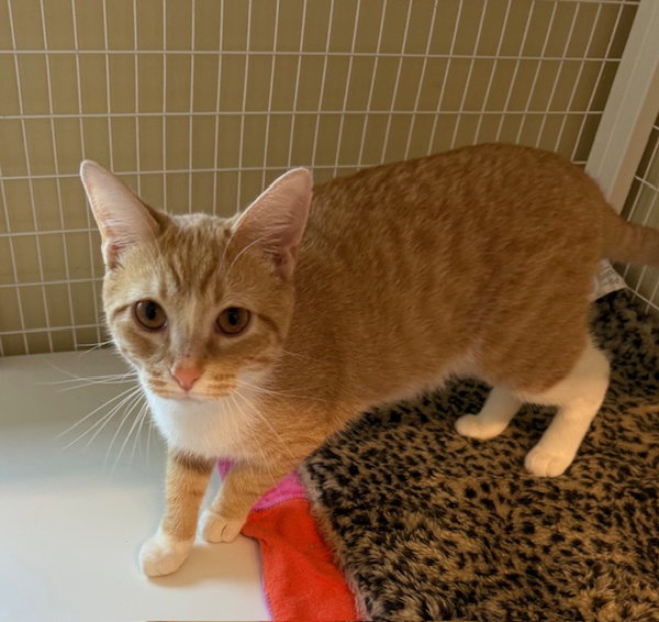 Copper (Bonded with Cannoli)