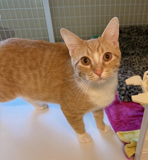 Copper (Bonded with Cannoli)