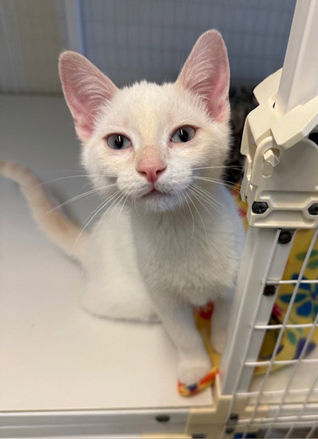 Finn, Young Domestic Short Hair / Siamese / Mixed, cat for adoption in Williamsburg, Iowa