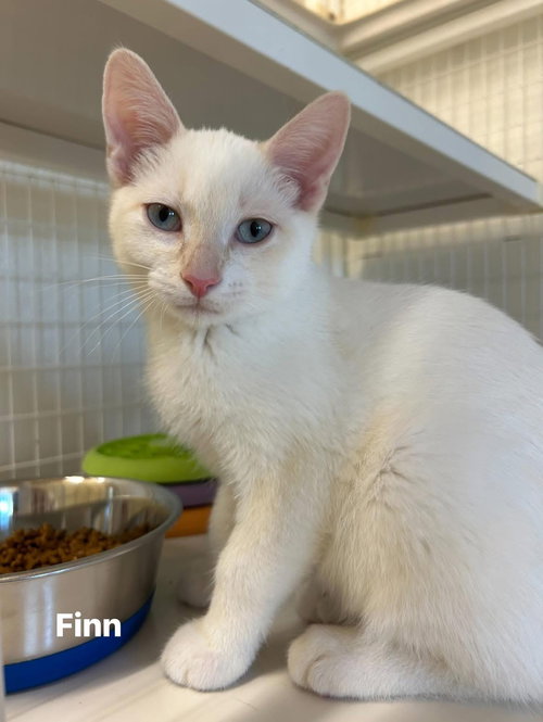 Finn, an adoptable Domestic Short Hair in Williamsburg, IA