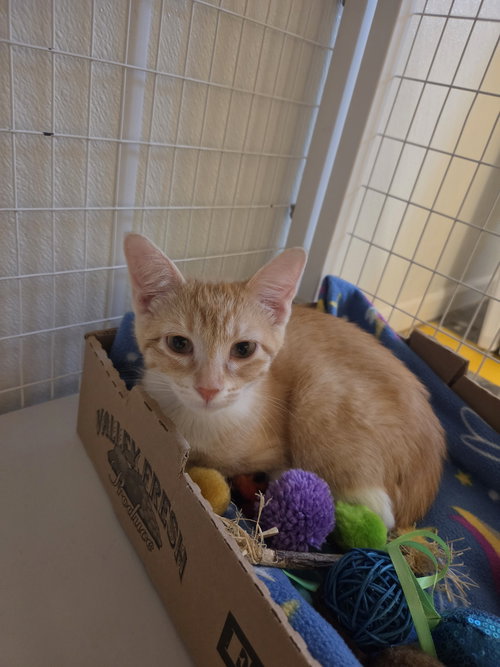 Jake, Young Domestic Short Hair / Mixed, cat for adoption in Williamsburg, Iowa