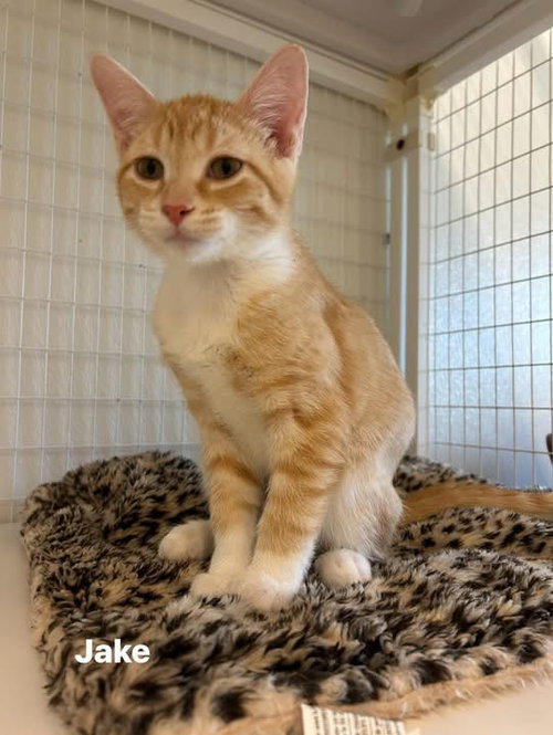 Jake, an adoptable Domestic Short Hair in Williamsburg, IA