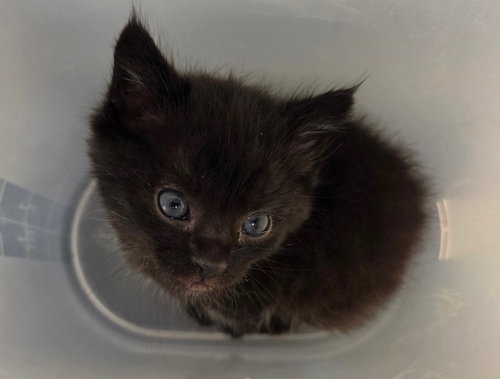 Joshua (Available est. 6/5/26), an adoptable Domestic Short Hair in Williamsburg, IA