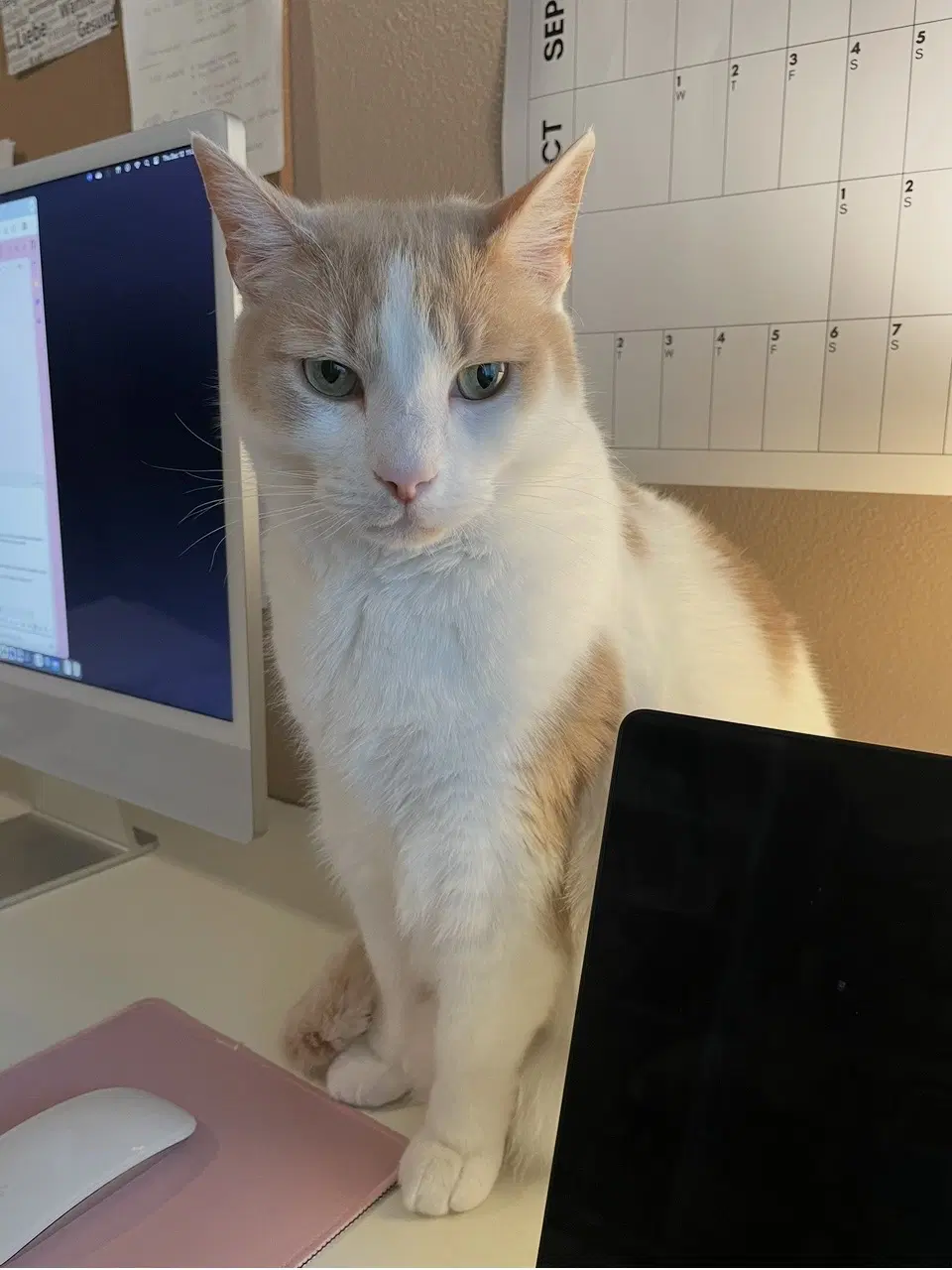 Turkish Courtesy Listing - Domestic Short Hair