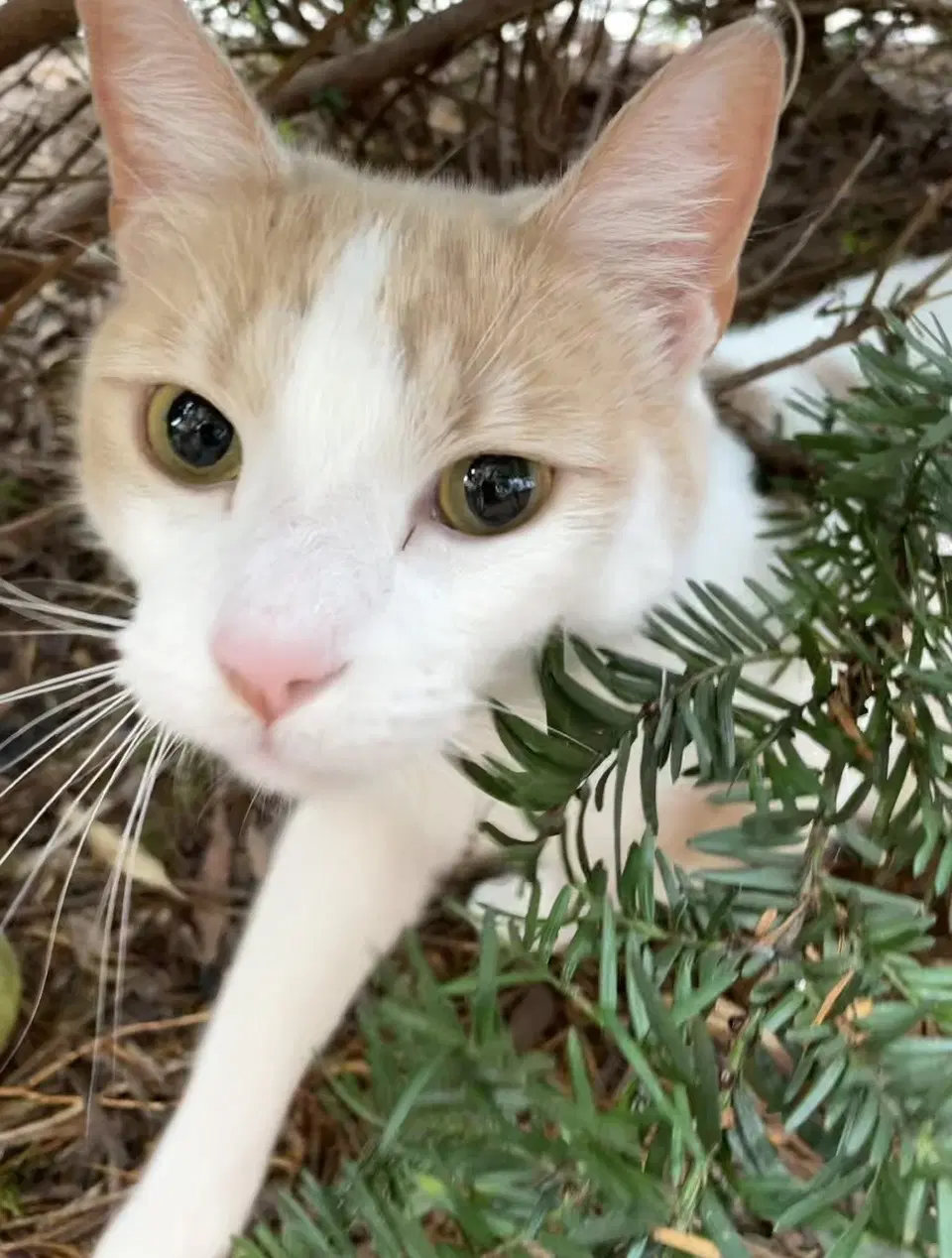Turshi Pickles In Arabic - Domestic Short Hair