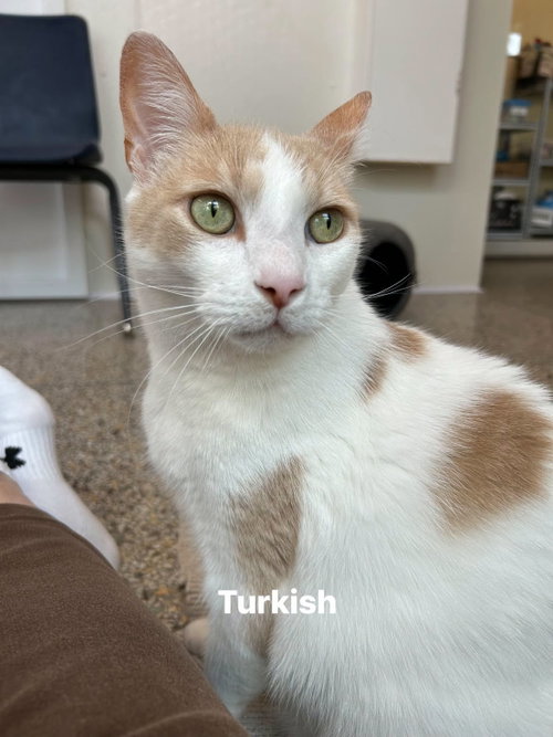 Photo 2 of Turshi