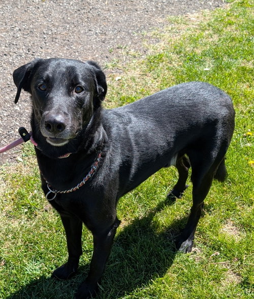 Gizmo, an adoptable Labrador Retriever in Williamsburg, IA