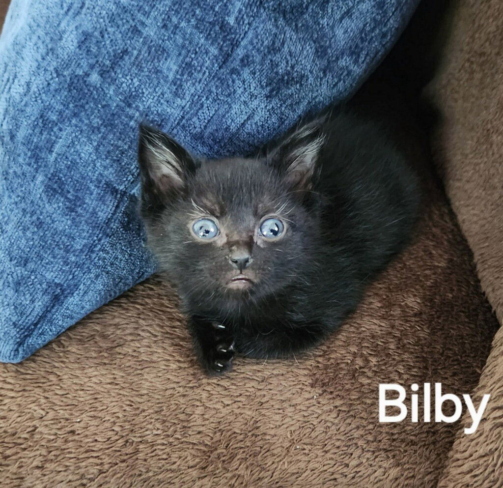 Bilby (Available est 7/3/26)