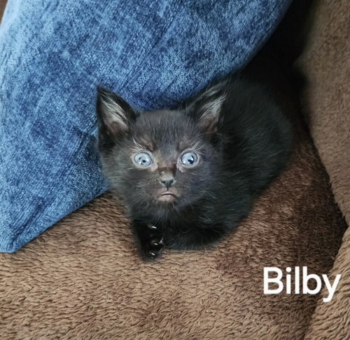 Bilby (Available est 7/3/26), an adoptable Domestic Short Hair in Williamsburg, IA