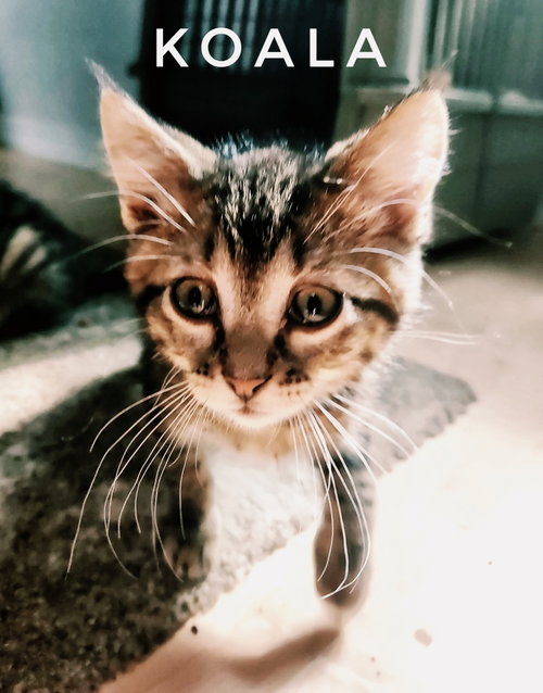 Koala (Available est 7/03/26), Domestic Short Hair / Tabby / Mixed, cat for adoption in Iowa City, Iowa