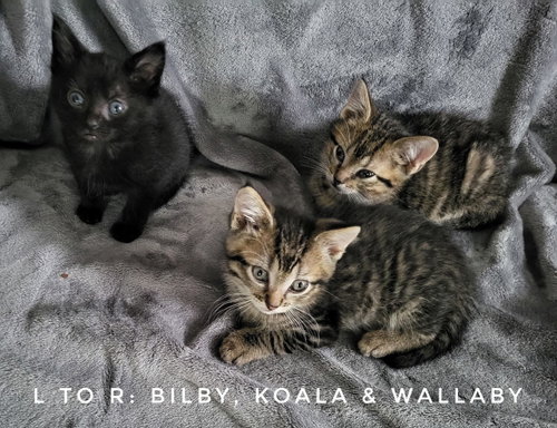 Wallaby (Available est 6/19/26)