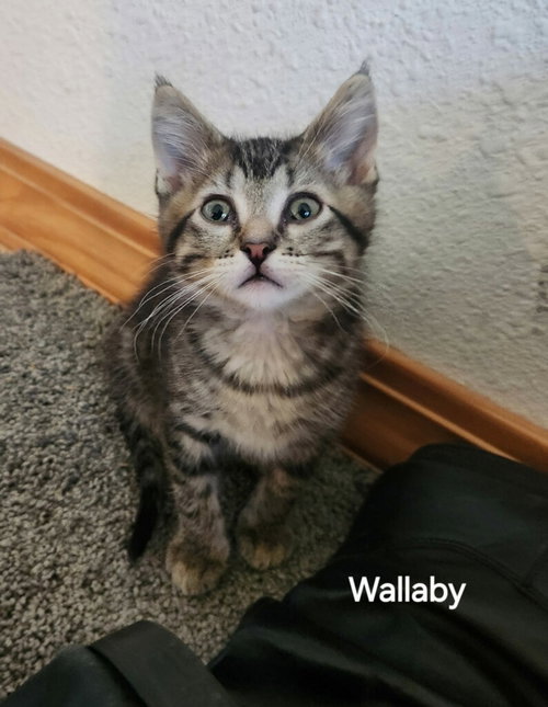 Wallaby (Available est 7/03/26), Domestic Short Hair / Tabby / Mixed, cat for adoption in Iowa City, Iowa