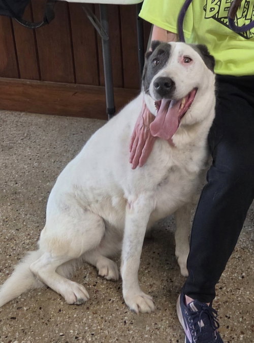 Bella, an adoptable Labrador Retriever in Williamsburg, IA