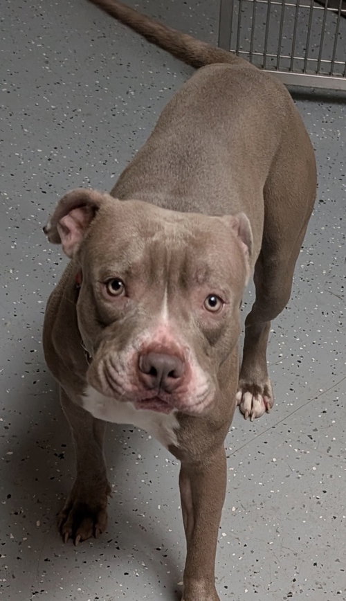 Tucker (On Hold), an adoptable Pit Bull Terrier in Williamsburg, IA