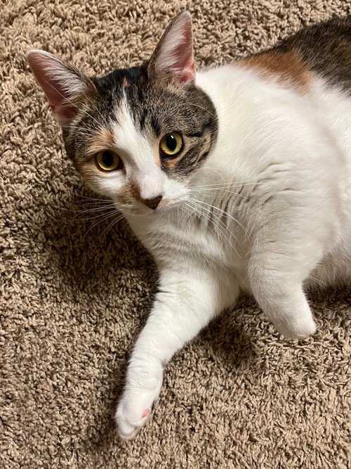 Marbles (Courtesy Listing), an adoptable Domestic Short Hair in Williamsburg, IA
