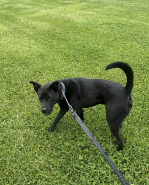 Knight, an adoptable Pit Bull Terrier in Williamsburg, IA