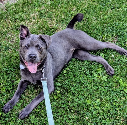 Blue (On Hold), an adoptable Pit Bull Terrier in Williamsburg, IA