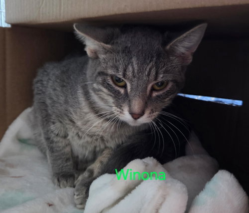 Winona (Available est 6/4/26)