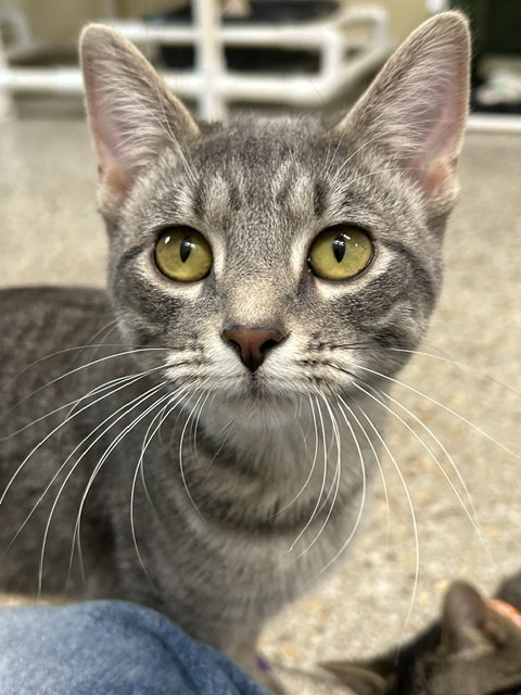 Winona (Available est 6/4/26), Domestic Short Hair / Tabby / Mixed, cat for adoption in Iowa City, Iowa