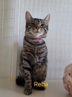 Reba (Available est 6/4/26)