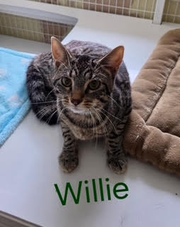 Willie (Available est 6/4/26)
