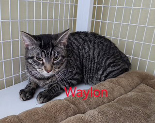 Waylon (Available est 6/4/26)