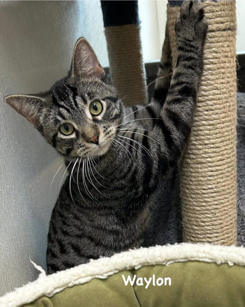 Waylon (Available est 6/4/26), Domestic Short Hair / Tabby / Mixed, cat for adoption in Iowa City, Iowa
