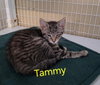 Tammy (Available est 6/19/26)