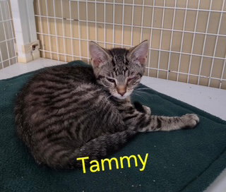 Tammy (Available est 6/4/26)