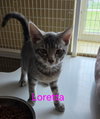 Loretta (Available est 6/19/26)