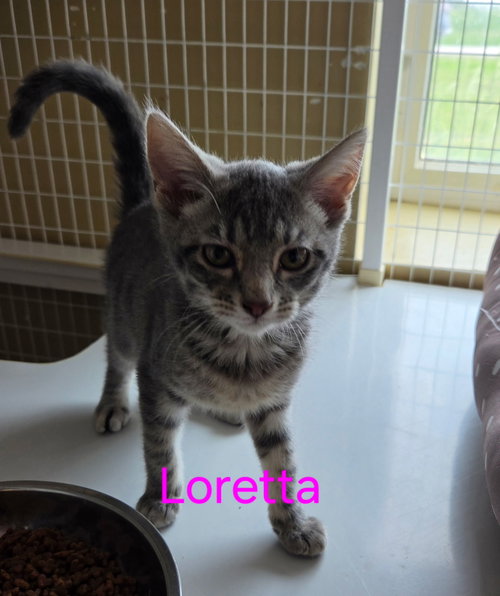 Loretta (Available est 6/4/26)