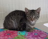 Dolly (Avaliable est 6/19/26)