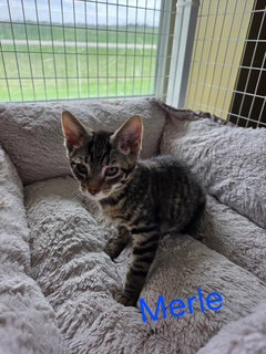 Merle (Available est 6/4/26)