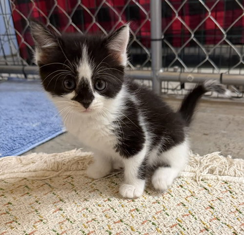 S'more (Available est 6/26/26), Domestic Short Hair / Tabby / Mixed, cat for adoption in Williamsburg, Iowa