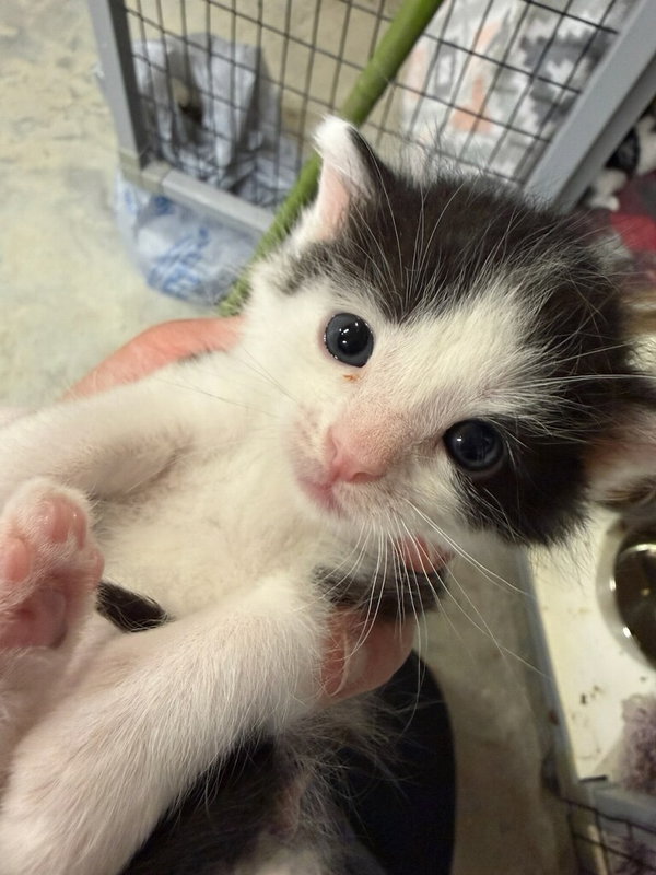 Oreo