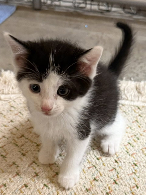 Oreo (Available est 6/26/26), Domestic Short Hair / Mixed, cat for adoption in Iowa City, Iowa