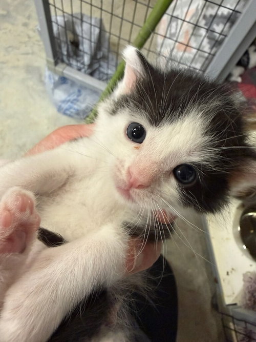 Brownie (Available est 6/26/26)