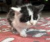 Brownie (Available est 6/26/26)