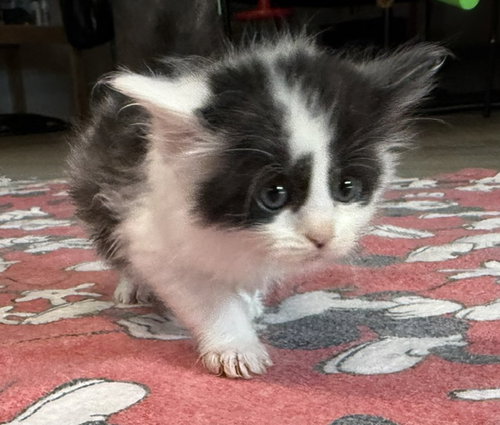 Brownie (Available est 6/26/26), an adoptable Domestic Medium Hair in Williamsburg, IA
