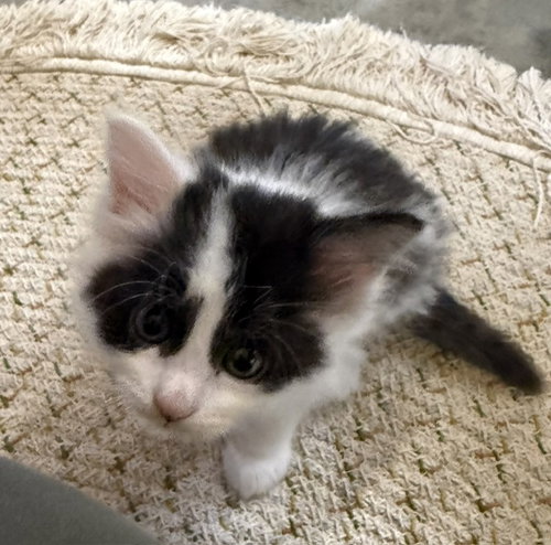 Brownie (Available est 6/26/26), Domestic Medium Hair / Mixed, cat for adoption in Williamsburg, Iowa