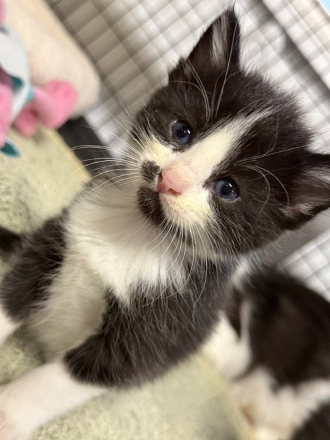 Bing (Available est 7/24/26)