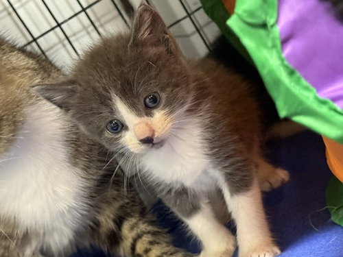 Safari (Available est 7/24/26), an adoptable Domestic Short Hair in Williamsburg, IA