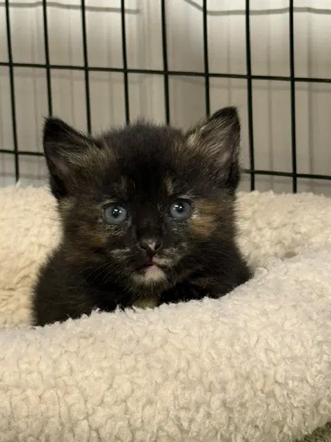 Firefox Available Est - Domestic Short Hair