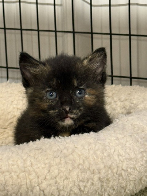 Firefox (Available est 7/24/26), an adoptable Domestic Short Hair in Williamsburg, IA