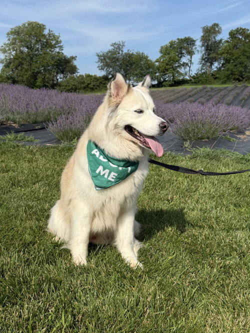 Ollie, an adoptable Alaskan Malamute in Williamsburg, IA