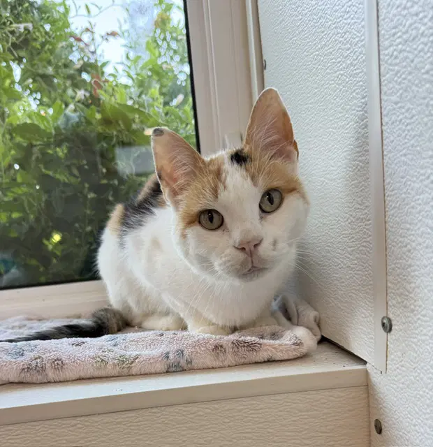 Pinkerton Available Est - Domestic Short Hair